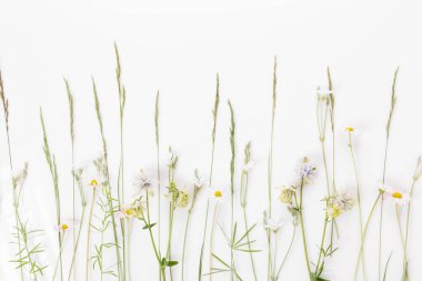 Çiçek desenli küçük mavi kır çiçekleri, taç yaprakları, yeşil yapraklar, beyaz arka planda dallar. Düz yatış, üst görünüm.