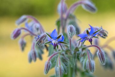 Borajın kapanışı, Borago resmi çiçekleri çiçek açtı