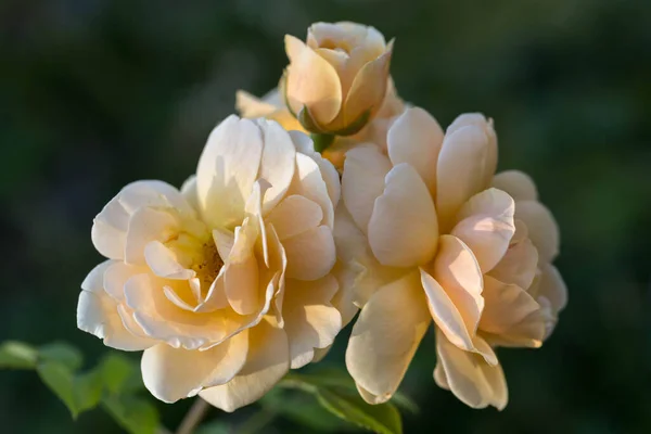 Yellow Flowers Rosa Golden Celebrations Garden Sunny Summer Day — Stock Photo, Image