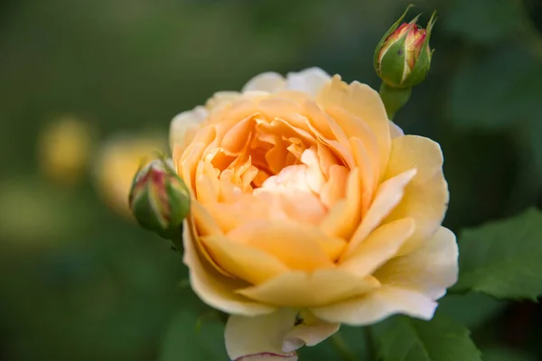 Flores Amarillas Rosa Jardín Día Soleado Verano —  Fotos de Stock