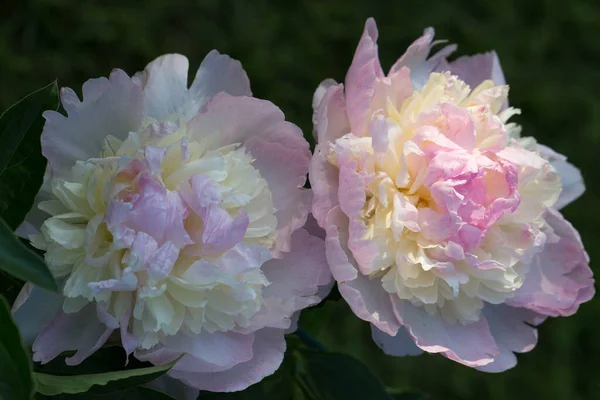 夏の庭でピンクの牡丹の花ラズベリーサンデーの終わり ロイヤリティフリーのストック写真
