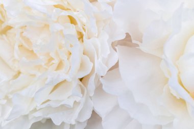 Beautiful aromatic fresh blossoming tender pink peonies texture, close up view. Romantic wedding background