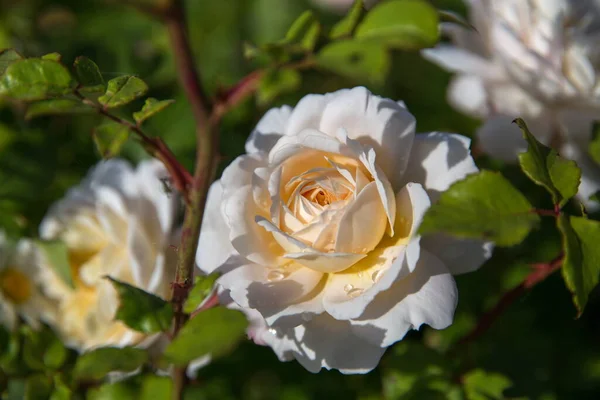 Ανθισμένα Κίτρινο Λευκό Αγγλικά Τριαντάφυλλο Στον Κήπο Μια Ηλιόλουστη Ημέρα — Φωτογραφία Αρχείου