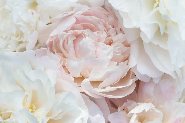 Beautiful Aromatic Fresh Blossoming Tender Pink Peonies Texture Close View — Stock Photo, Image