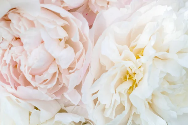美しい芳香のある新鮮な開花柔らかいピンクの牡丹の食感 クローズアップビュー ロマンチックな結婚式の背景 — ストック写真