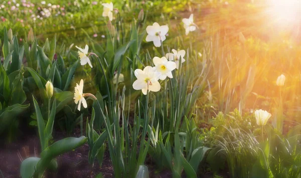Весной Белые Цветы Нарциссов Саду Весеннее Знамя — стоковое фото