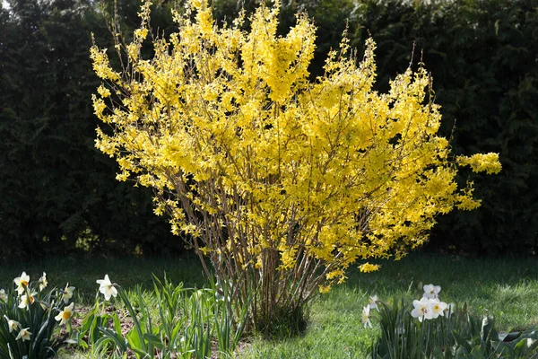 Kwitnący Krzew Forsycji Kwiaty Żonkila Tle Żywopłotu Arborvitae Brabant — Zdjęcie stockowe