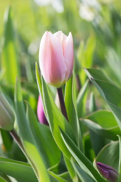 Tulip Triumph Rosa Desvanecendo Rosa Pálido Quase Branco Redor Das — Fotografia de Stock