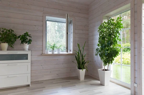 Biophilia Design Biophilic Interior Sansevieria Indoor Plants Windowsill Scandinavian Style — стоковое фото