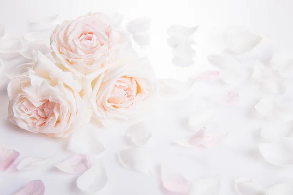 Fundo Casamento Romântico Casamento Tema Aniversário Noivado Dos Namorados Imagens Royalty-Free
