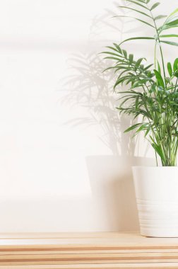 Beyaz arka planda ve parlak gölgelerde tropikal palmiye yaprakları. Ev bitkisi bakım konsepti