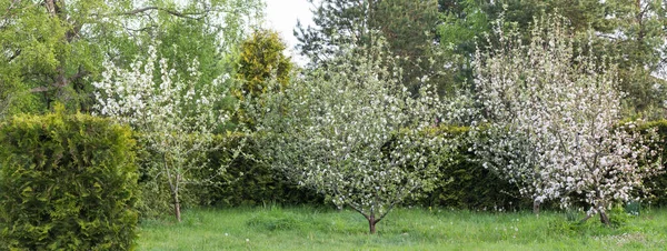 Kwitnący Sad Jabłkowy Panorama Zdjęcie Panoramiczne Baner — Zdjęcie stockowe