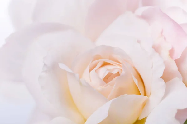 美しい芳香のある新鮮な花の柔らかいピンクのバラのテクスチャは ビューを閉じます ロマンチックな結婚式の背景 — ストック写真