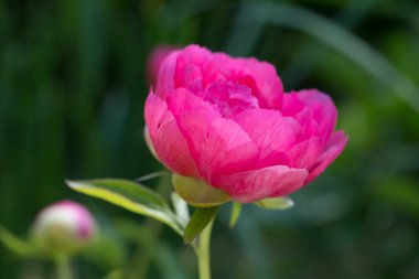 Pembe Peony, Herbaceous şakayık Cytherea Bahçeye yakın