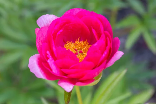 Pink Peony Herbaceous Peony Cytherea Close Garden — Stock Photo, Image