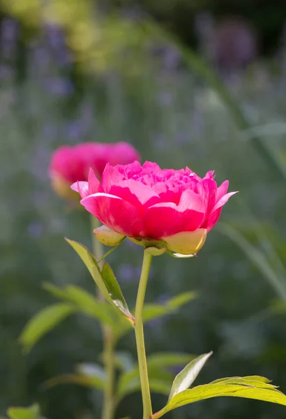 Pink Peony Herbaceous Peony Cytherea Close Garden — Stock Photo, Image