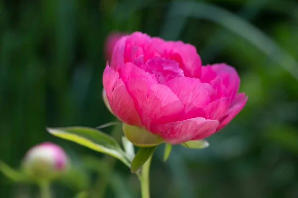 Różowy Piwonia Ziołowy Piwonia Cytherea Zbliżenie Ogród — Zdjęcie stockowe