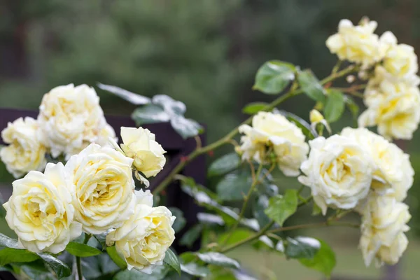 Floreciente Nostálgica Rosa Trepadora Blanca Sobre Enrejado Madera Marrón Hermoso — Foto de Stock