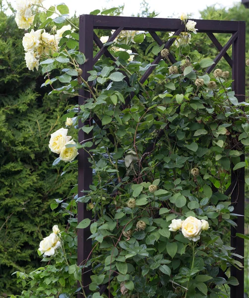 懐かしい白いクライミングが美しい夏の庭で茶色の木製のトレリスにエルフをバラ ストック画像