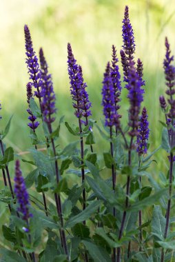 Salvia Nemorosa Caradonna Balkan Clary 'nin Köy Bahçesi' nde romantik bir kır tarzında geçmişi veya dokusu.