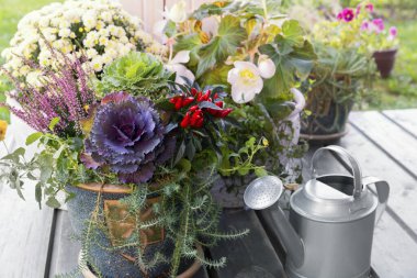 Su bidonları, bitkiler, eski ahşap teraslardaki çiçekler. Bahçe konseptinde sonbahar.