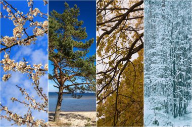 Four seasons: Spring, summer, autumn and winter Forest landscape clipart