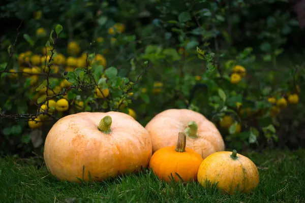 Orange Pumpkins Garden Yellow Quince Autumn Harvest Time Natural Autumn — Stock Photo, Image