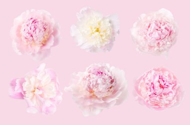 Hassas pembe şakayık pembe arka planda izole.