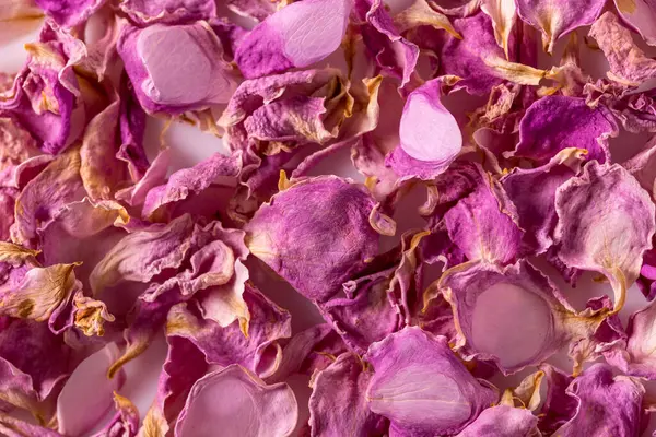 Dried rose petals as background. Purple rose flowers, close-up
