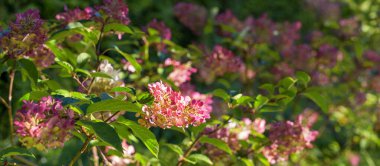 Sonbahar ortancaları güneş ışığında çiçek açarlar. Sonbahar arkaplanı, arka plan