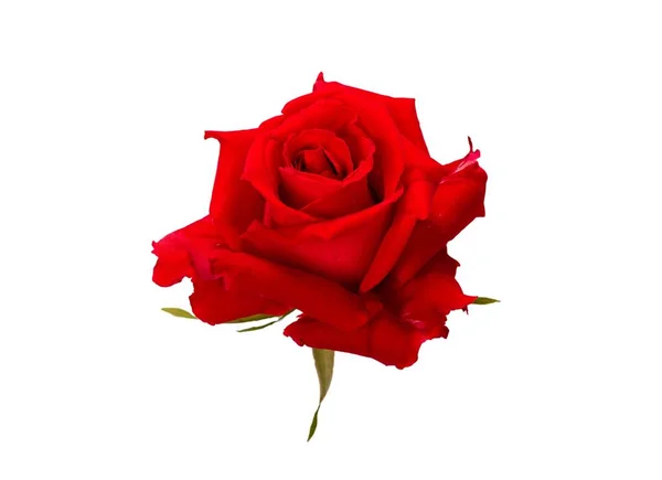 Beyaz üzerine izole edilmiş güzel kırmızı bir gülün yakın çekimi büyüleyici, romantik bir dokunuş için. Büyüleyici bir zarafet. Romantizm ve çiçek karmaşasını yaratıcı projelerinize aktarmak için mükemmel bir görüntü..