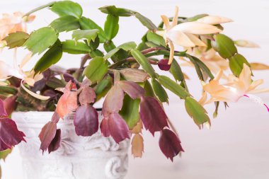 Schlumbergera. Hafif ahşap zemin üzerinde çiçek açan sarı kaktüs. Kış ve Noel 'in sembolü. Sulu bitki..