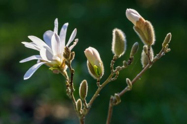 Magnolia stellata çiçeği. Magnolia ağacında beyaz çiçek manolyası çiçek açar. Manolya 'nın tek beyaz çiçeği, bahçede çiçek açan ağaç, yaklaş.