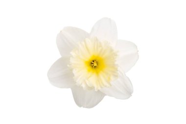 Beyaz bir arka planda izole sarı bir merkezi ile bir nergis çiçeği.