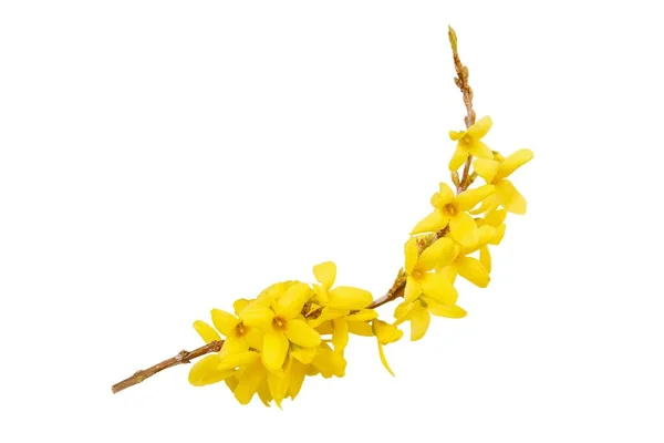 Forsythia Flores Amarelas Isoladas Branco Florescendo Estação Primavera Flor Ensolarada Imagens Royalty-Free