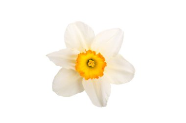 Beyaz bir arka planda izole sarı bir merkezi ile bir nergis çiçeği.