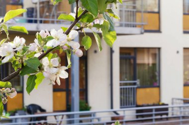 Güzel, modern bir apartmanın arka planına karşı çiçek açan bir elma dalı. Kentsel altyapı ve doğal çevrenin mükemmel bir kombinasyonu