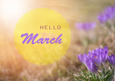 İlk bahar çiçekleri güneşli bir günde beyaz timsahlar ve kardamlalarıdır. Merhaba. Duvar kağıdı, tebrik kartı.