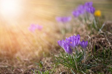 İlk bahar çiçekleri güneşli bir günde beyaz timsahlar ve kardamlalarıdır. Merhaba. Duvar kağıdı, tebrik kartı.