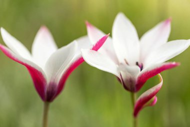 Güzel, küçük botanik lalesi koyu pembe kenarlı beyaz çiçeklere sahiptir. Nane şekeri.
