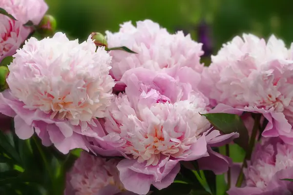 在阳光灿烂的日子 索伯在花园里 帕奥尼亚 莱普丽亚 苏布里登 春天里盛开的粉红色牡丹花 快乐的母亲 地球日 — 图库照片
