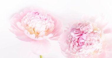 Romantik pankart, narin beyaz şakayık çiçekleri. Güzel kokulu pembe yapraklar. Güzellik, düğün, anneler günü konsepti.