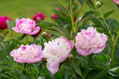 Peony Sorbet in garden on sunny day. lat.Paeonia Lactiflora Hybriden Sorbet. Big blooming pink peony flowers in spring. Happy Mothers, Earth Day clipart