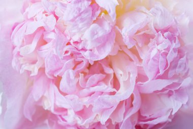Beautiful aromatic fresh blossoming tender pink peonies texture, close up view. Romantic wedding background