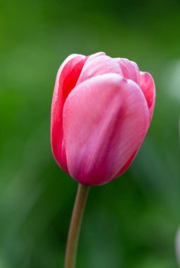 Ortasında parlak, koyu gül yaprakları olan bir lale kenarları biraz daha yumuşak bir pembe tonda. Pembe laleyi kapat. Pembe İz