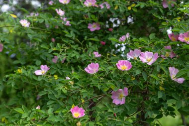 Bahçede çiçek açan gül ağacı çalısı.