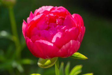 Pink Peony, Herbaceous peony Cytherea in garden clipart