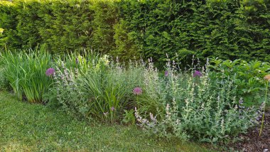 Güzel, bakımlı bir bahçenin parçası, Thuja Brabant çiti, daimi çitler, iris, kedi nanesi, parlak pembe şakayık, budanmış bir çimenlikte dekoratif yaylar.