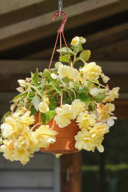 Begonya amfibik sarısı, pendula şelalesi, tencerede sallanan narin güneş çiçeği, yazın teras süslemesi.