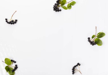 Sonbahar arka planı, beyaz arka planda siyah böğürtlen, Aronia melanocarpa. Sağlıklı gıda konsepti